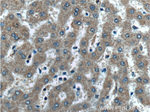 DUSP7/PYST2 Antibody in Immunohistochemistry (Paraffin) (IHC (P))