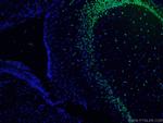 NeuN Antibody in Immunohistochemistry (PFA fixed) (IHC (PFA))