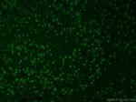 NeuN Antibody in Immunohistochemistry (PFA fixed) (IHC (PFA))