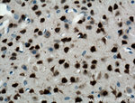 NeuN Antibody in Immunohistochemistry (Paraffin) (IHC (P))