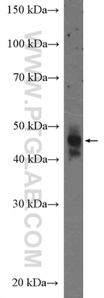 NeuN Antibody in Western Blot (WB)