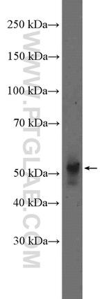 NeuN Antibody in Western Blot (WB)