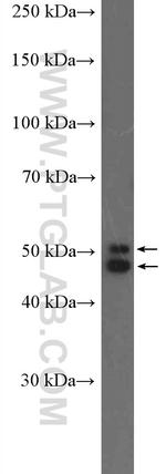 NeuN Antibody in Western Blot (WB)