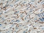 Connexin 43 Antibody in Immunohistochemistry (Paraffin) (IHC (P))