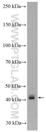 Connexin 43 Antibody in Western Blot (WB)