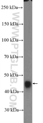 RRAGC Antibody in Western Blot (WB)