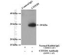 CITED1 Antibody in Immunoprecipitation (IP)