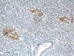 TRIM26 Antibody in Immunohistochemistry (Paraffin) (IHC (P))