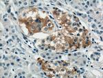 TRIM26 Antibody in Immunohistochemistry (Paraffin) (IHC (P))