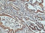 TRIM26 Antibody in Immunohistochemistry (Paraffin) (IHC (P))