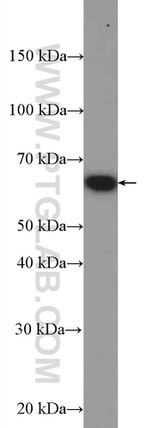 TRIM26 Antibody in Western Blot (WB)