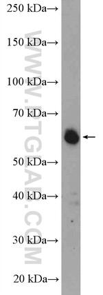 TRIM26 Antibody in Western Blot (WB)