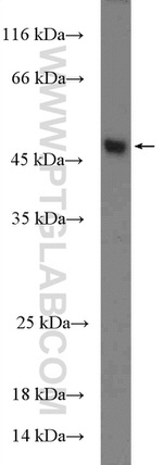 TANK Antibody in Western Blot (WB)