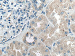 DMBT1 Antibody in Immunohistochemistry (Paraffin) (IHC (P))