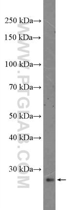 DKK4 Antibody in Western Blot (WB)