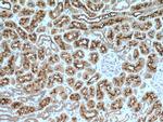 PCDH24 Antibody in Immunohistochemistry (Paraffin) (IHC (P))