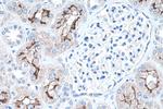 PCDH24 Antibody in Immunohistochemistry (Paraffin) (IHC (P))