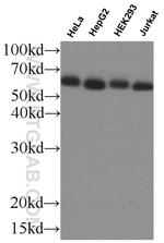 ABI1 Antibody in Western Blot (WB)
