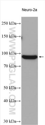 CD100 Antibody in Western Blot (WB)
