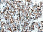 HAI-1 Antibody in Immunohistochemistry (Paraffin) (IHC (P))