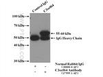 C3orf64 Antibody in Immunoprecipitation (IP)