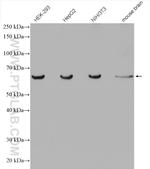 C3orf64 Antibody in Western Blot (WB)