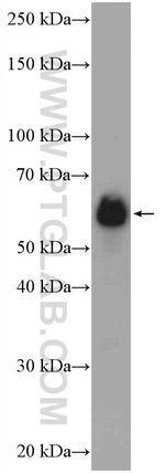 HSPBAP1 Antibody in Western Blot (WB)