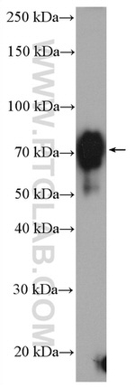 CRTC1 Antibody in Western Blot (WB)