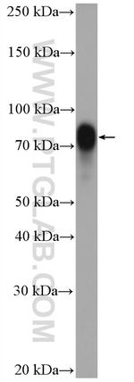 CRTC1 Antibody in Western Blot (WB)