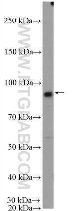 FTSJD2 Antibody in Western Blot (WB)