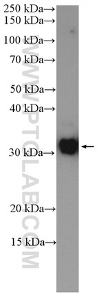 C22orf25 Antibody in Western Blot (WB)