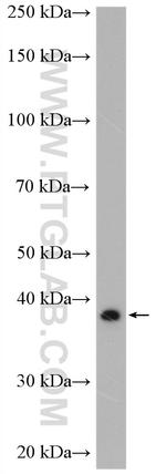 RyDEN Antibody in Western Blot (WB)