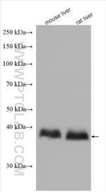 RyDEN Antibody in Western Blot (WB)