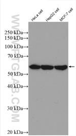 FAM55B Antibody in Western Blot (WB)