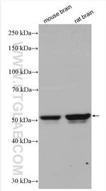 GABRA5 Antibody in Western Blot (WB)