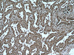 AKAP13 Antibody in Immunohistochemistry (Paraffin) (IHC (P))