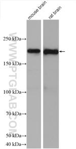 ANK3 Antibody in Western Blot (WB)