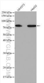 ABLIM3 Antibody in Western Blot (WB)