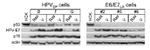 HPV Type 16 E7 Antibody in Western Blot (WB)