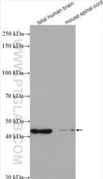 RSAD2 Antibody in Western Blot (WB)