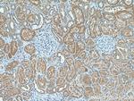C3orf31 Antibody in Immunohistochemistry (Paraffin) (IHC (P))