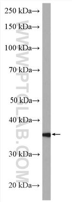 C3orf31 Antibody in Western Blot (WB)