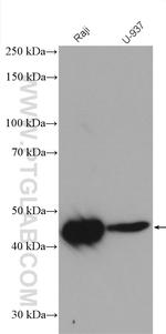 NCF1 Antibody in Western Blot (WB)