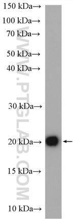 Caveolin-3 Antibody in Western Blot (WB)