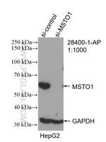 MSTO1 Antibody in Western Blot (WB)
