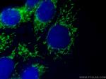 PGAM5 Antibody in Immunocytochemistry (ICC/IF)