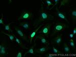 CENPF Antibody in Immunocytochemistry (ICC/IF)