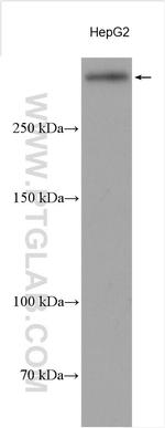 CENPF Antibody in Western Blot (WB)