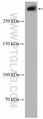 CENPF Antibody in Western Blot (WB)