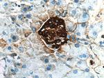 Ins1 Antibody in Immunohistochemistry (Paraffin) (IHC (P))